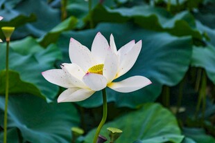 洁白荷花绽放于绿叶间
