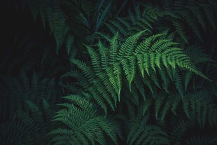 深绿蕨类植物叶片特写