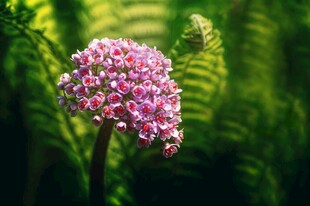 粉色繁花绽放于绿叶间