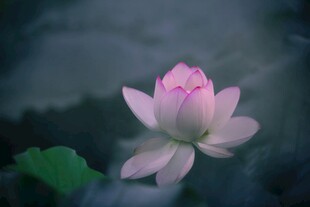 粉荷绽放