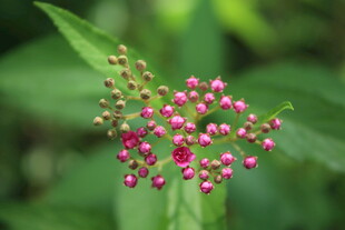 粉花绣线菊