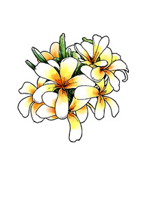 手绘鸡蛋花花卉图案