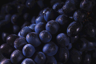 紫葡萄特写