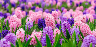 缤纷风信子花海