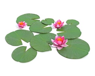 粉色睡莲与荷叶景观