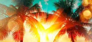 热带夕阳下的棕榈树美景