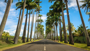 林荫大道 热带风光美景