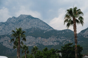 远山与棕榈树的景致