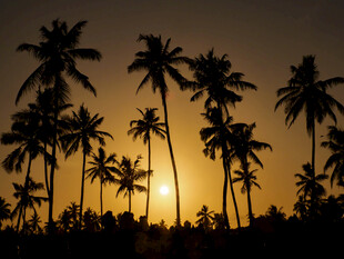 夕阳下的椰林剪影