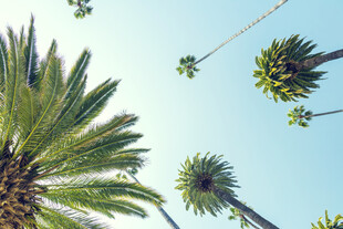 仰视下的高大棕榈树景观