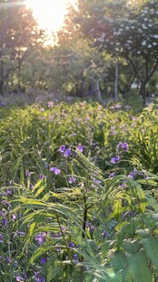 夕阳下的花草繁茂景致
