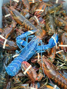 鲜活多彩的小龙虾大集合