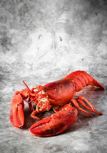 鲜活大龙虾特写