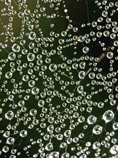 晶莹水珠点缀绿叶