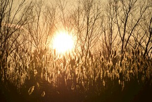 夕阳下的枯树林