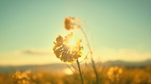 夕阳下的美丽蒲公英