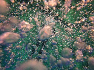 海底鱼群景象