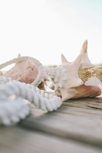 海边贝壳与绳索的静谧画面