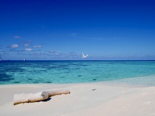 美丽海滩上的漂流木