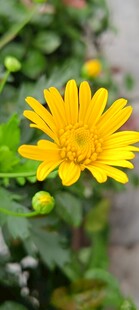 绽放的黄色小花