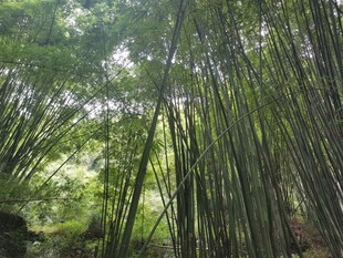 竹海