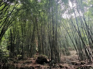 竹海