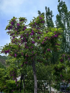繁花满树的美丽景致
