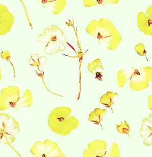 小黄花
