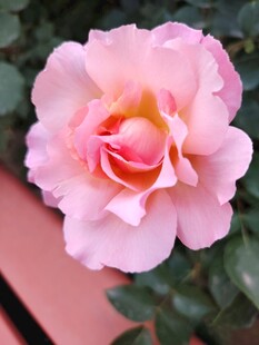 月季花