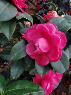 山茶花