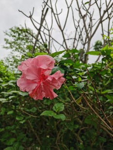 木槿花