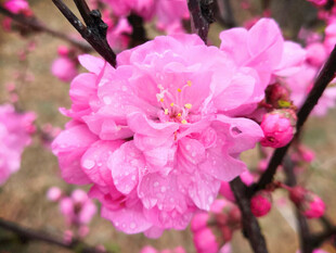 桃花