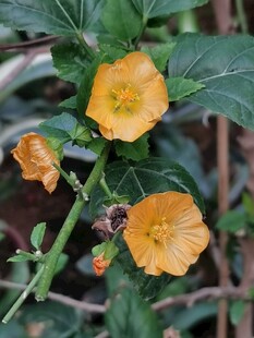 榛叶黄花