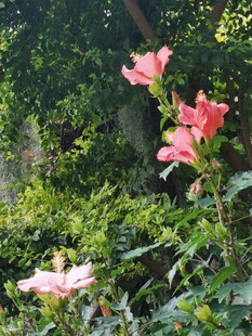 木槿花