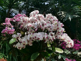 蝴蝶兰