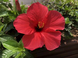 木槿花
