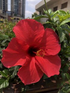 木槿花