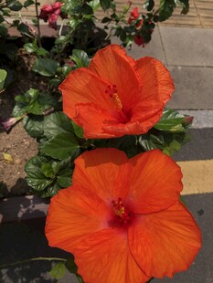木槿花