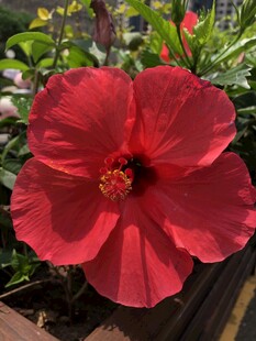 朱槿花