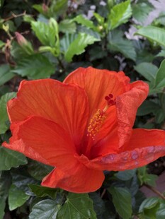 朱槿花