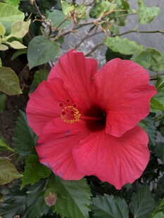 木槿花