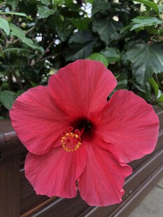 木槿花