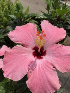 木槿花