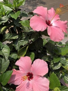 扶桑花