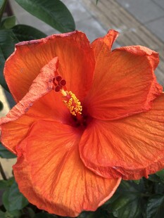 木槿花