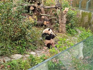 熊猫