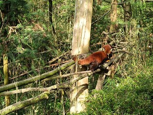 小熊猫