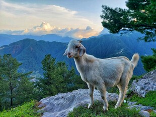 高山上的山羊