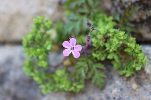 报春花粉色小花