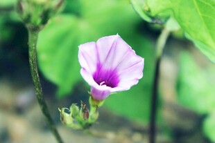 娇艳牵牛花特写